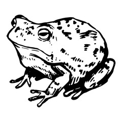 Frog sketch. Realistic ink drawing of amphibian wild animal. Hand drawn vector illustration. Retro clipart for decor isolated on white.