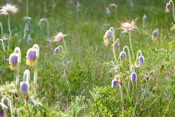 Poster - Blooming forest meadow (lawn) of small purple flowers Pulsatilla pratensis. Soft morning sunlight. Spring, early summer. Pure nature, ecology, environment, botany. Close-up, macro, bokeh