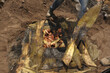 pollos y conejos horneados en barbacoa puestos en pozo cubiertos con penca de maguey valle del mezquital hidalgo México 