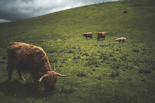 Highland Cows On Grassy Hillside