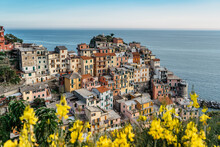 View Of Manarola,Cinque Terre,Italy.UNESCO Heritage Site.Picturesque Colorful Village On Rock Above Sea.Summer Holiday,travel Background.Italian Riviera Landscape.Houses On Steep Cliff,vineyards.