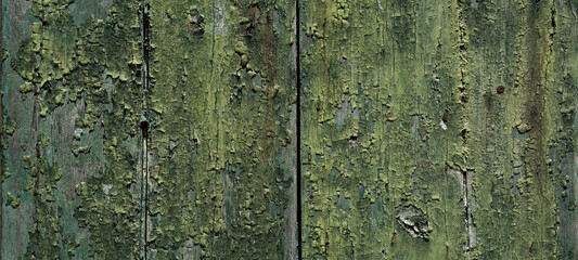 Wall Mural - Texture of green painted wood from wide dry planks. Old green wood background.