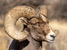 Close Up Portrait Of A Bighorn Sheep Ram