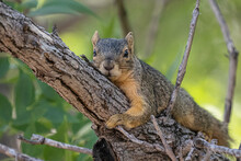 Squirrel Resting On A Branch 