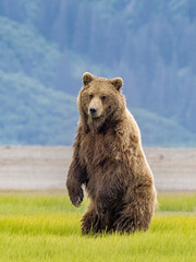 coastal brown bear standing and looking at you in chinitna bay, alaska