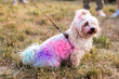 Kolorowy pies na Festiwal Kolorów Holi. Indyjskie święto z kolorowym pudrem, Polska
