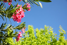 Beautiful View Of Oleander Shrub With Pink Flowers Outdoors On Sunny Day. Space For Text