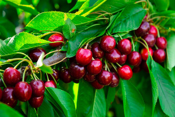Wall Mural - Closeup of green sweet cherry tree branches with ripe juicy berries in garden. Harvest time