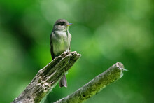 Eastern Phoebe Perched On A Branch.