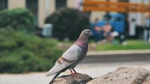 A Lonely Pigeon On A Rock In The City Slow Motion 4k