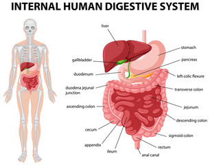 Wall Mural - Diagram showing internal human digestive system
