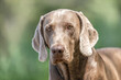 Head portrait of a beautiful weimaraner hound in summer outdoors