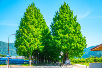 Wall Mural - マキノ メタセコイア並木 滋賀県