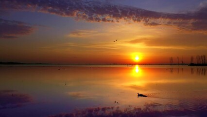 Wall Mural - Spectacular red dawn sky mirrored in tranquil waters with family of ducks swimming.
