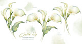 Watercolor hand drawn floral set with delicate illustration of blossom white calla lily flowers and leaf. Elegant romantic elements isolated on white background. Beautiful bouquet summer collection.