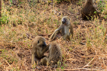 Poster - Group of olive baboons (Papio anubis), also called the Anubis baboons, in Lake Manyara National Park in Tanzania