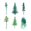 Watercolor forest single trees. High quality illustration