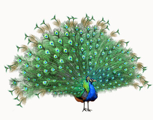 Indian peacock (Pavo cristatus)