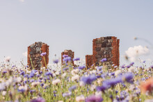 Beautiful Field Of Blue Flowers With The Remains Of A Stone, Brick Building In The Meadow. Warm Summer Day.