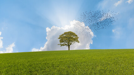 Poster - Beautiful landscape with silhouette of birds flying over lone tree and green grass