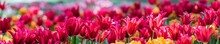 Panorama Of A Field With Beautiful Pink Tulips. Many Flower Tulips.