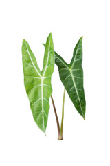 Wall Mural - Alocasia longiloba plant isolated on white  include path