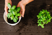 Anonymous Person Transplanting Basil Into Flowerpot