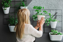 Unrecognizable Woman Hanging Flowerpot On Wall