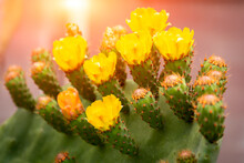 Six Yellow Flowers, Sprout From The Edge Of A Prickly Pear Cactus Pad.