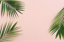 Image Of Tropical Green Palm Over Pink Pastel Background