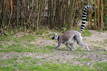 Ring-tailed Lemur In A Zoo In France
