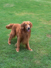 Sticker - Golden Retriever playing on grass