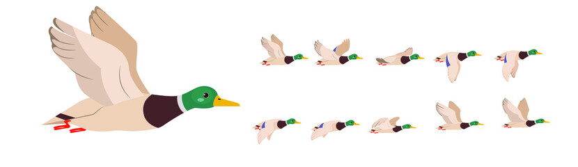 Wall Mural - duck or drake. character for animation.the full flight cycle of a bird.