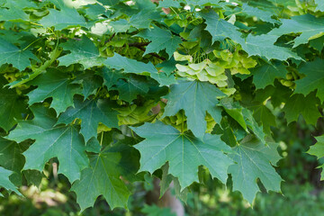 Wall Mural - Branch of maple with green leaves and unripe winged seeds