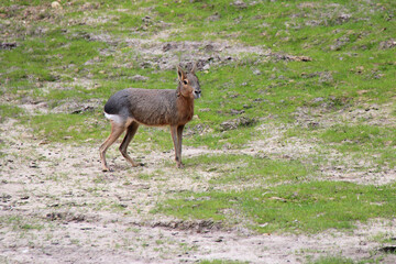 patagonian mara in a zoo in france