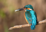 Fototapeta Sypialnia - Сommon kingfisher, Alcedo atthis. A bird caught a fish