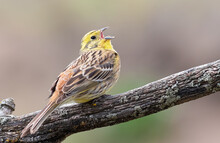 Yellowhammer, Emberiza Citrinella. The Male Bird Sings While Sitting On A Beautiful Branch