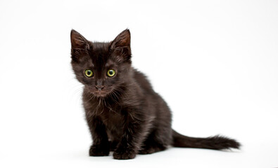 Naklejka na meble A kitten on a white background looks away. Black cat isolated. Pet