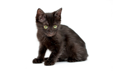 Naklejka na meble A kitten on a white background looks away. Black cat isolated. Pet