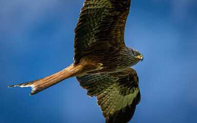 Wall Mural - Red kite in flight