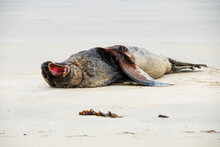 Sea Lion Lying And Relaxing On Beach Yawning Catlins New Zealand