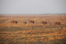 Elephant Family Walking Through Grassland At Sunset In Namibia