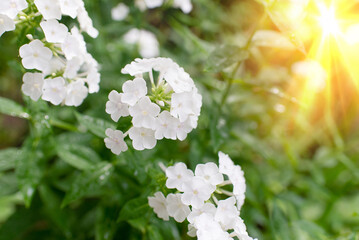 Canvas Print - Garden phlox (Phlox paniculata), bright summer flowers. Blooming branches of phlox in the garden on a sunny day. Soft blurred selective focus. Floral background.