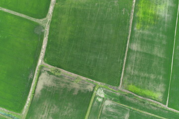 Wall Mural - Green rice Fileds aerial view Thailand countryside