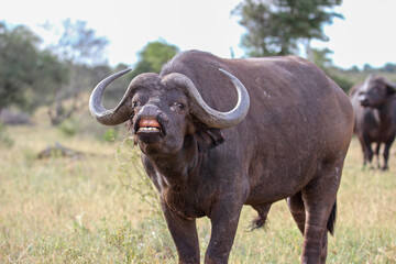 Wall Mural - Cape or African buffalo exhibiting the flehmen response, Kruger National Park, South Africa