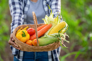 Beautiful young brunette Portrait Famer Woman hand holding Vegetables in the bamboo basket on green Farming Plant at sunset background ,Organic fresh harvested vegetables;