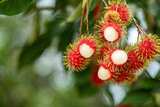 The red Beautiful Fresh rambutan fruit is on the rambutan tree. Appetizing Asia fruit, Peel half of the rambutan fruit