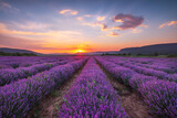 Fototapeta Lawenda - Lavender flower blooming fields in endless rows. Sunset shot.