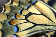 Selective Focus, Macro Photography Of The Colored Wing Scales Of The Iphiclides Podalirius Butterfly, Common Name Scarce Swallowtail