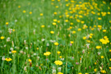 Fototapeta Kwiaty - łąka i kwiaty 